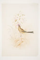 Kari Mako (Korimako) Mahurangi N.Z. von Charles Heaphy